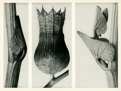 Aristolochia Clematitis. 1929 (fotograbado) de Karl Blossfeldt